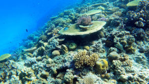 水納島のサンゴ