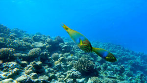 水納島の魚