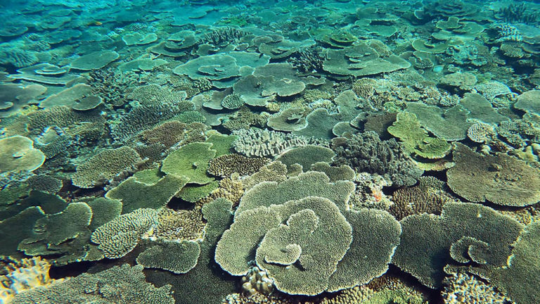 瀬底島のサンゴ