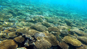 瀬底島のサンゴ