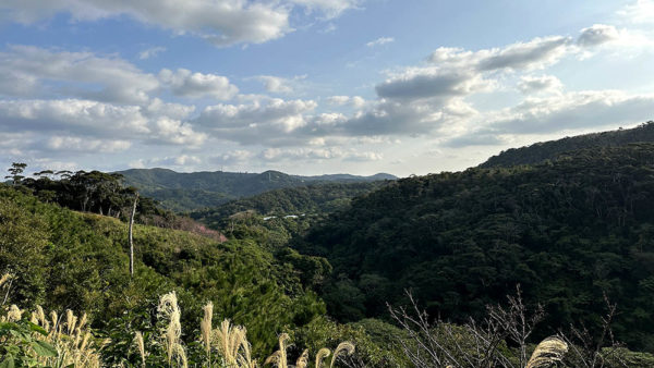 第45回もとぶ八重岳桜まつり